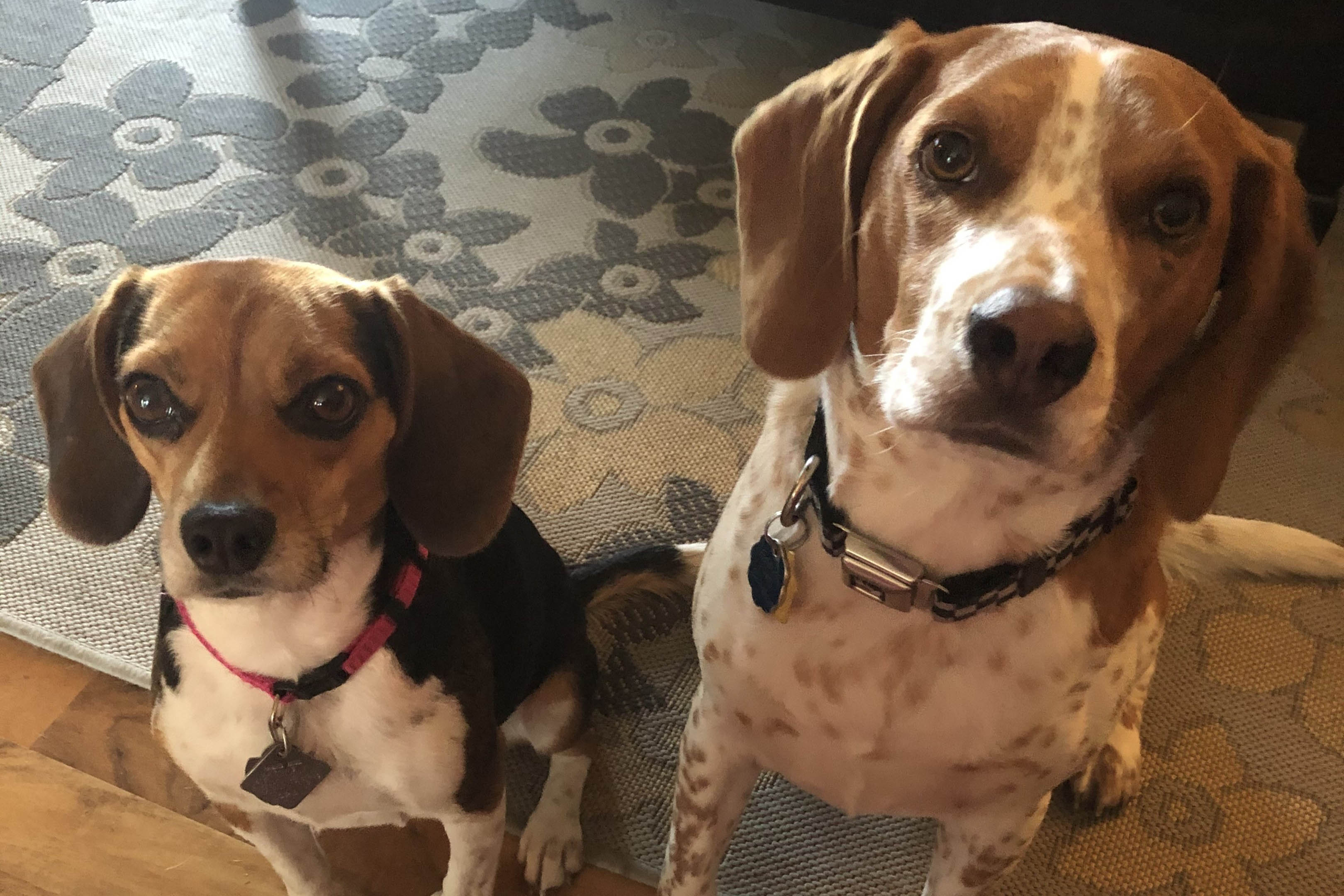 Ellie Mae and Eddie are McElroy’s commercial-construction assistant project manager Kristen Colvin’s beagle babies.